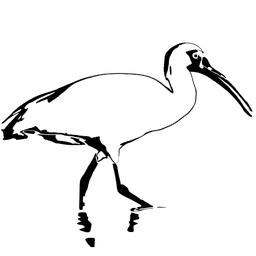 Ibis